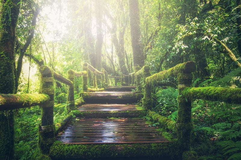 Jungle Trails